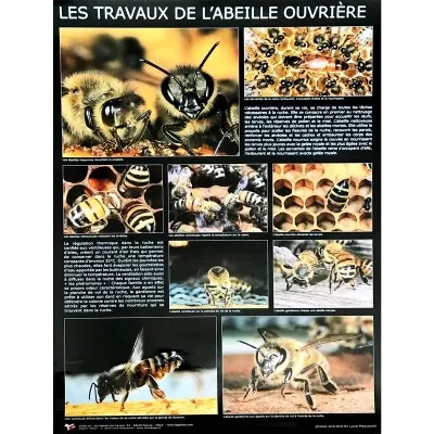 Affiche thématique “abeille ouvrière”