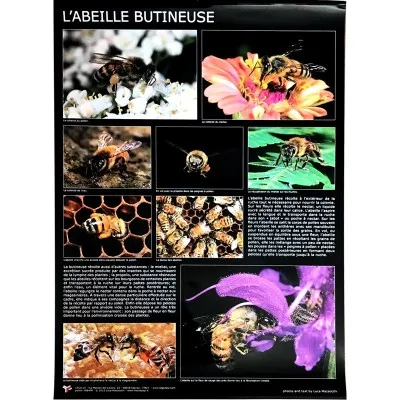 Affiche thématique “l’abeille butineuse”