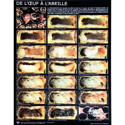 Affiche thématique “de l’oeuf à l’abeille”