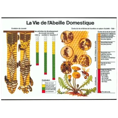Tableau pédagogique “La vie de l’abeille domestique”