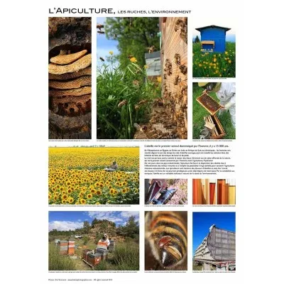 Affiche L’Apiculture – Photos Tourneret