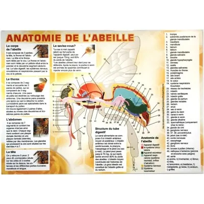 Tableau éducatif l’anatomie de l’abeille