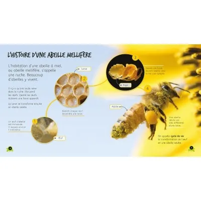 De l’œuf à l’abeille