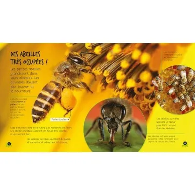De l’œuf à l’abeille