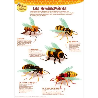 Kit de 5 posters pédagogiques - La ruche des abeilles
