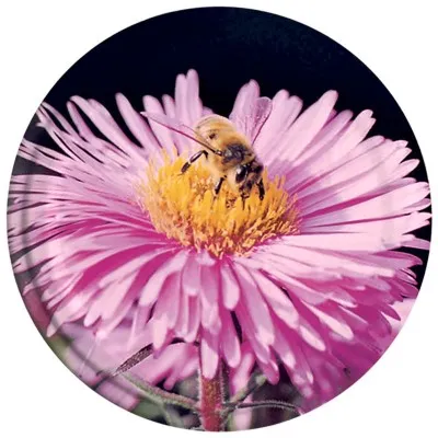 Capsule pasteurisable Ø63 - motif abeille & fleur rose