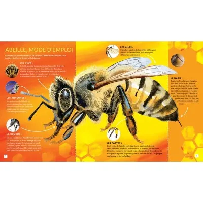 Extrait du livre "Pas si bête : l'abeille à miel"