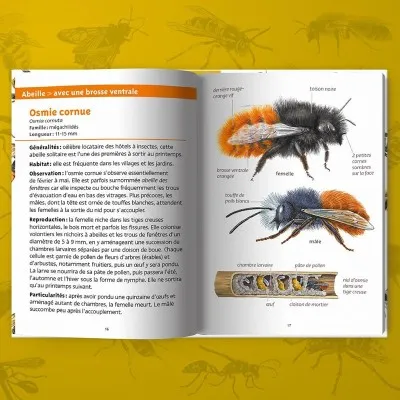 Extrait du livre "Abeilles et guêpes"