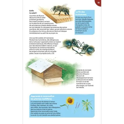 Extrait du livre "Carnets de nature : La ruche" - Nouvelle édition