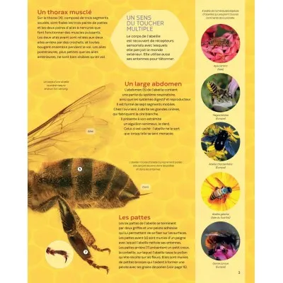 Extrait du livre "Les abeilles - la grande imagerie"