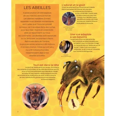 Extrait du livre "Les abeilles - la grande imagerie"
