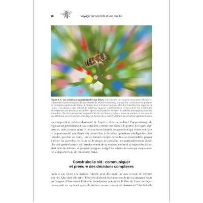 Extrait du livre de Lars Chittka – exploration du cerveau des abeilles et de leur comportement complexe