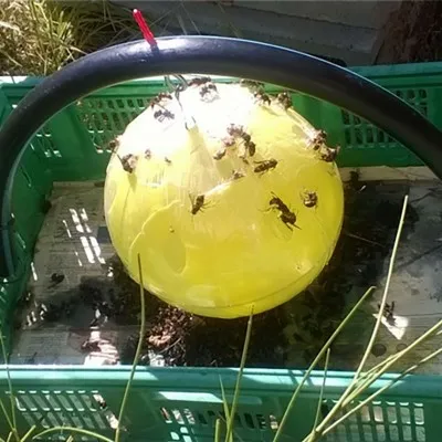 Sphère chromotrope Sfera Trap sans LED – piège à insectes volants réutilisable, sans produits chimiques Sphère chromotrope Sfera Trap sans LED – piège à insectes volants réutilisable, sans produits chimiques