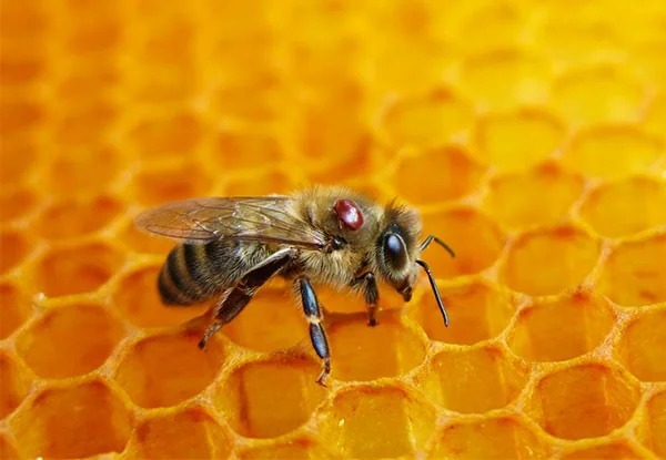 Aide à la lutte contre varroa